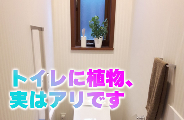 トイレに観葉植物は風水的にあり？おすすめ・NG例と置き方まで解説
